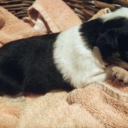Girl 2 - Australian Shepherd puppy in Belews Creek, North Carolina from Tilley's Aussies