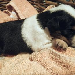 Girl 2 - Australian Shepherd puppy in Belews Creek, North Carolina from Tilley's Aussies