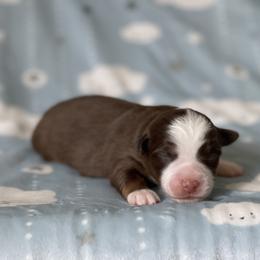 Jensen - Red tri male Miniature Australian Shepherd puppy in Wesley Chapel, Florida from August Oaks Aussies