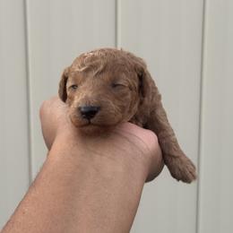 Lillian - Red  male Poodle puppy in Deltona, Florida from Poodles by CNC