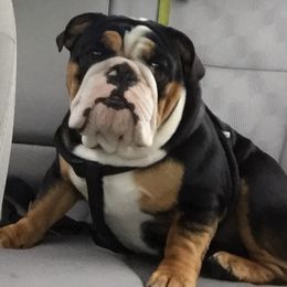English Bulldog and French Bulldog Puppies from Jones Bulldogs