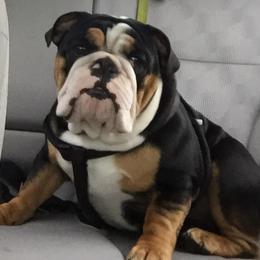 English Bulldog and French Bulldog Puppies from Jones Bulldogs