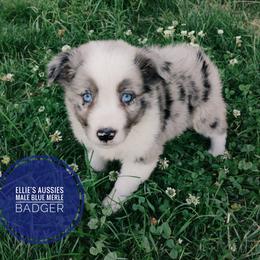 Badger - Blue merle male Miniature Australian Shepherd puppy in Kettle Falls, Washington from Ellie's Miniature Australian Shepherds