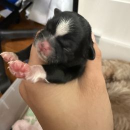 Girl 3 - Black female Shih Tzu puppy in Ft Mc Coy, Florida from Everlasting Shih Tzu