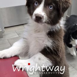 Millet - Red & white female Miniature Australian Shepherd puppy in Dowagiac, Michigan from Wrightway Wigglebutts