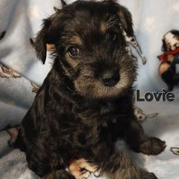 Lovie - Salt and pepper female Miniature Schnauzer puppy in Midland, Texas from Shebbies Puppy Palace
