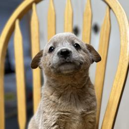Australian Cattle Dog Puppies from Adcock Ranch Cattle Dogs