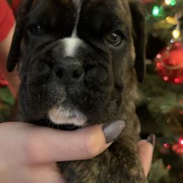 Finn Lucky From Tripillya - Brindle male Boxer puppy in Lebanon, Ohio from Kennel From Tripillya