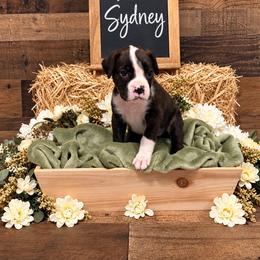 Sidney - Brindle female Boxer puppy in Grove City, Ohio from Krieger Family Boxers