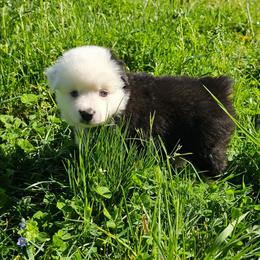 Sweetheart - Black tri female Toy Australian Shepherd puppy in Powell Butte, Oregon from Willow Lane Ranch