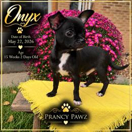 AKC Onyx - Black and white male Chihuahua puppy in Columbus, Nebraska from Prancy Pawz