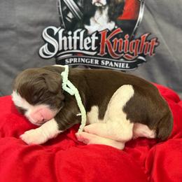 Light green boy - White and liver male English Springer Spaniel puppy in Lufkin, Texas from Shifletknight Springer Spaniels