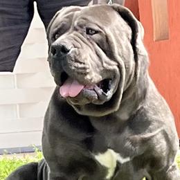 Royal - Boerboel