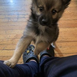 Pomsky Puppies from Urban Sky Kennel