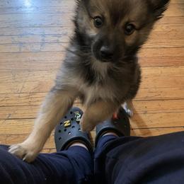 Pomsky Puppies from Urban Sky Kennel