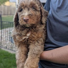 Venetian - Chocolate merle male Bernedoodle puppy in Sioux Falls, South Dakota from Dolly's Doodles
