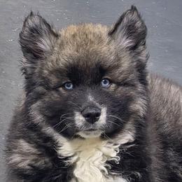 Zion - Agouti and white female Siberian Husky puppy in East Tawas, Michigan from BurnsBerg's Woolies