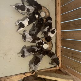 German Shorthaired Pointer Puppies from Dem Feuerhaus Gun Dogs