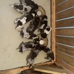 German Shorthaired Pointer Puppies from Dem Feuerhaus Gun Dogs