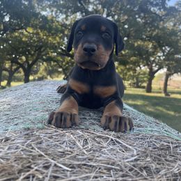 Murphy - Black and rust male Doberman Pinscher puppy in Boyd, Texas from Team Feem Breeders