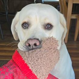 Labrador Retrievers from Samantha Stasik