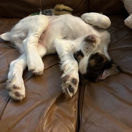 English Springer Spaniel Puppies from Desert Shadow Springers