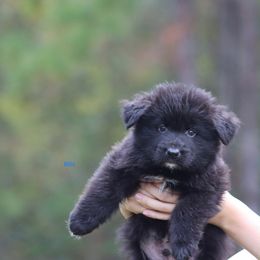 Bills - Black male German Shepherd puppy in Oswego, New York from Vom Wolfgang Roma Kennels