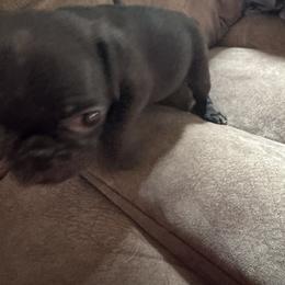 Pug Puppies from Texas Pugs