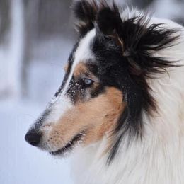 Ellie - Collie