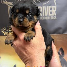7th pick female - Black and mahogany female Rottweiler puppy in Lyons, Indiana from White River Rottweilers