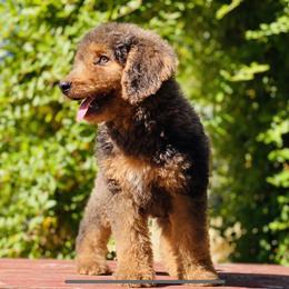 Goldendoodle and Poodle All Grown Up from Colorful Creations Doodles and Poodles