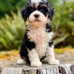 Anastasia (Yellow Collar) - Tri-color female Bernedoodle puppy in Stanwood, Washington from Butter Cup Pups and Paws