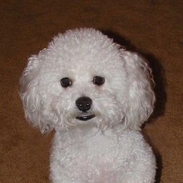 Bichon Frises from Destiny Bichons