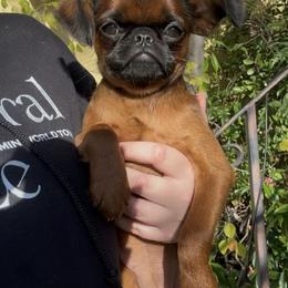 Brussels Griffon Puppies from Looking Glass Brussels Griffons