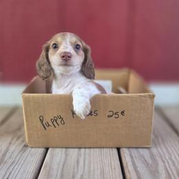 Oak - Piebald female Dachshund puppy in Grant, Michigan from Low Down Dashchuand