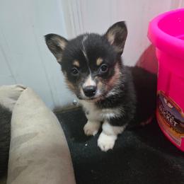 Grey - Black and tan male Pembroke Welsh Corgi puppy in Necedah, Wisconsin from The 6Ks Paws and Hobbies