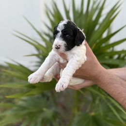 Light purple - Parti female Goldendoodle puppy in Cape Coral, Florida from Magnolia Doodles co.