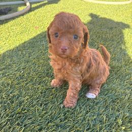 AKC Tiny toy girl 1 - Red  female Poodle puppy in Maricopa, Arizona from La Petite poodle