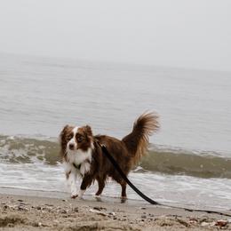 Australian Shepherd, Miniature American Shepherd, and Miniature Australian Shepherd All Grown Up from Spirited Aussies