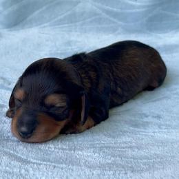 Jeanette - Red female Dachshund puppy in Pilot Point, Texas from Diamond B Doxies