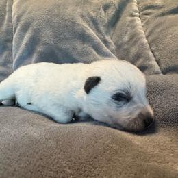Boy 2 - Blue speckled male Australian Cattle Dog puppy in Cottage Grove, Oregon from Heirloom Ranch
