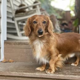 Dachshund All Grown Up from Hicks Haus Dachshunds
