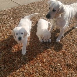 Golden Retriever Puppies from Kansas Prairie Pups