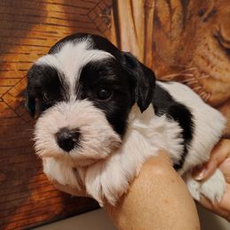 Makoto (parti boy) - Parti male Miniature Schnauzer puppy in Florida from Central Florida Schnauzers