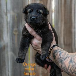Orange Collar Girl - Sable female German Shepherd puppy in Universal City, Texas from Jaxinhaus German Shepherds