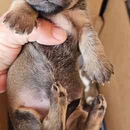 Mr Big - Cream male Dachshund puppy in El Paso, Texas from Mells Weenies