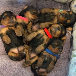 Yorkshire Terrier Puppies from Peppy Puppy Palace