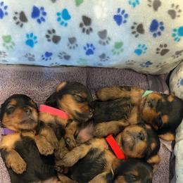 Yorkshire Terrier Puppies from Peppy Puppy Palace