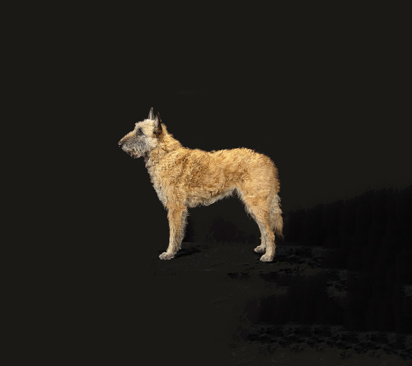 Kettle Moraine Laekenois Wisconsin in Wisconsin | Belgian Laekenois puppies  | Good Dog, image size:1350x1200