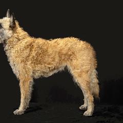 Belgian Laekenois from Kettle Moraine Laekenois Wisconsin